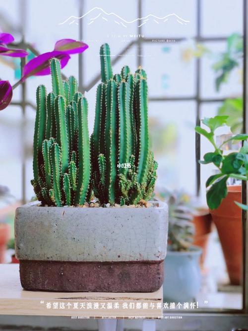 万重山为什么徒长,万重山为什么不绿了-第2张图片-优品飞百科 万重山为什么徒长,万重山为什么不绿了-第2张图片-优品飞百科