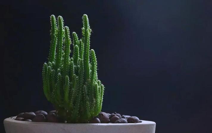 万重山为什么徒长,万重山为什么不绿了-第3张图片-优品飞百科 万重山为什么徒长,万重山为什么不绿了-第3张图片-优品飞百科