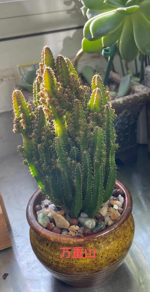 万重山为什么徒长,万重山为什么不绿了-第4张图片-优品飞百科 万重山为什么徒长,万重山为什么不绿了-第4张图片-优品飞百科