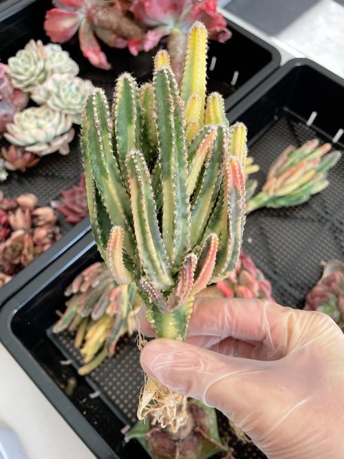 万重山为什么徒长,万重山为什么不绿了-第5张图片-优品飞百科 万重山为什么徒长,万重山为什么不绿了-第5张图片-优品飞百科