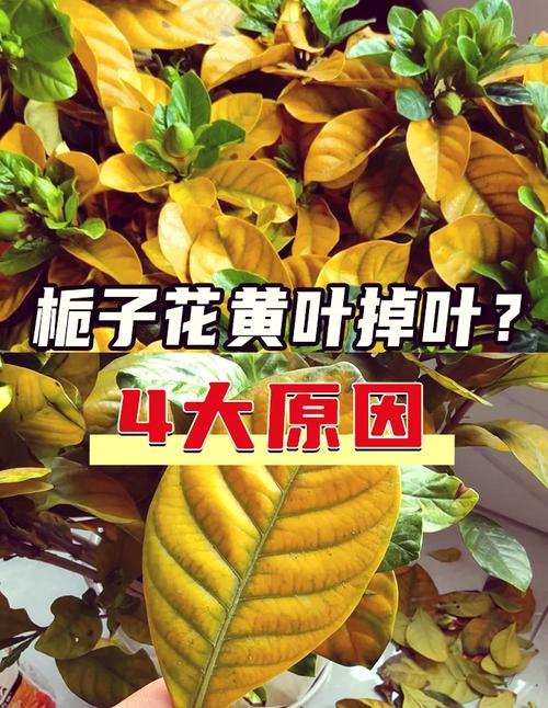 如何防止栀子花烂根？怎么防止栀子花蕊脱落？-第2张图片-优品飞百科