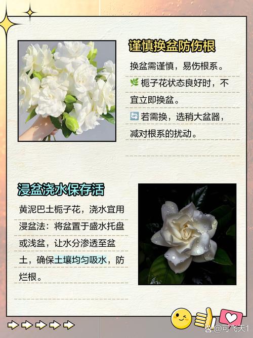 如何防止栀子花烂根？怎么防止栀子花蕊脱落？-第4张图片-优品飞百科
