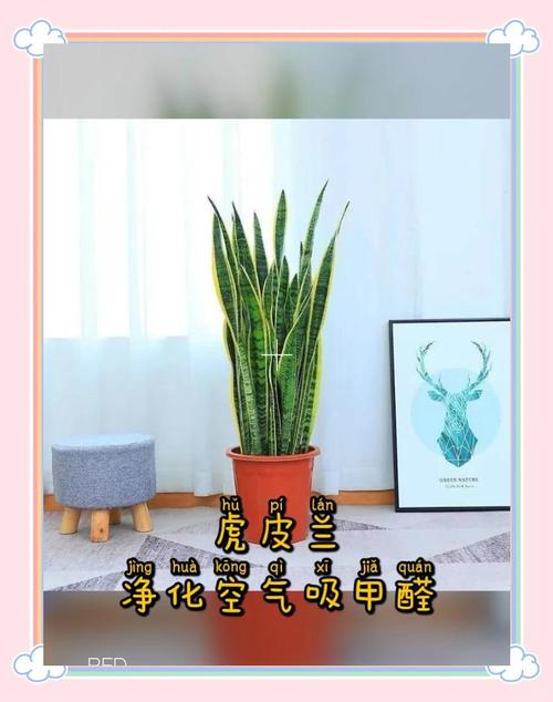 虎皮兰换盆后多久浇水？虎皮兰换盆后多久浇水怎么浇？