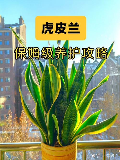 虎皮兰换盆后多久浇水？虎皮兰换盆后多久浇水怎么浇？-第2张图片-优品飞百科