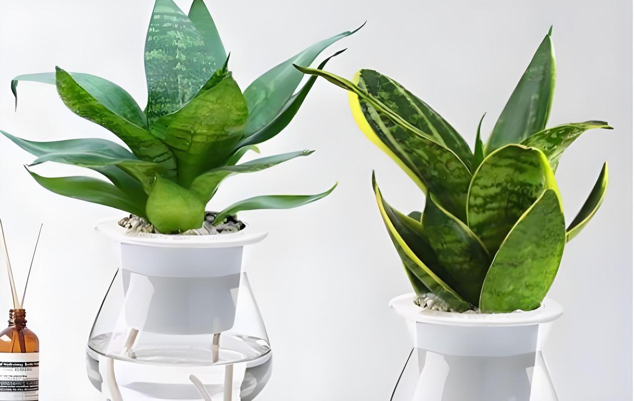 虎皮兰换盆后多久浇水？虎皮兰换盆后多久浇水怎么浇？-第3张图片-优品飞百科