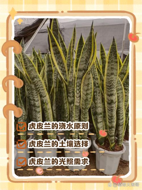 虎皮兰换盆后多久浇水？虎皮兰换盆后多久浇水怎么浇？-第5张图片-优品飞百科