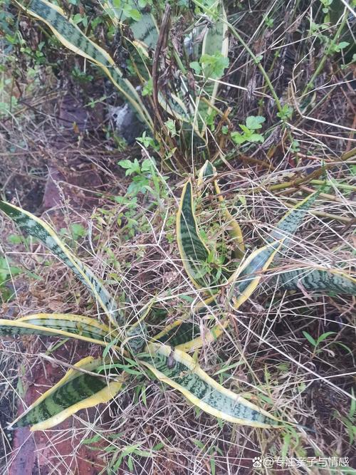 虎皮兰换盆后多久浇水？虎皮兰换盆后多久浇水怎么浇？-第6张图片-优品飞百科