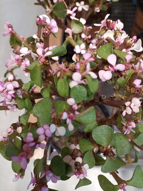 马齿笕树怎么养才开花，马齿笕盆栽？-第1张图片-优品飞百科