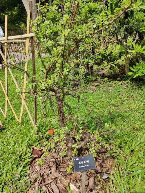 马齿笕树怎么养才开花，马齿笕盆栽？-第2张图片-优品飞百科