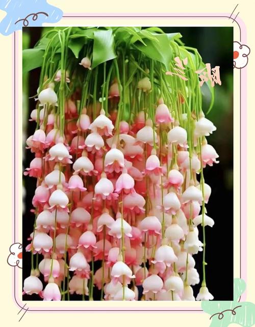 吊兰怎么养才能更旺盛？金边吊兰怎么养才能更旺盛？