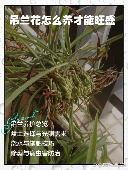 吊兰怎么养才能更旺盛？金边吊兰怎么养才能更旺盛？-第5张图片-优品飞百科