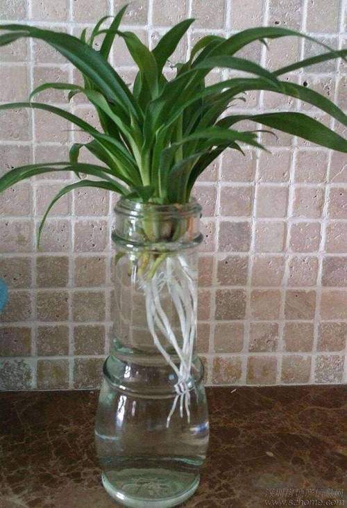 吊兰怎么养才能更旺盛？金边吊兰怎么养才能更旺盛？-第6张图片-优品飞百科