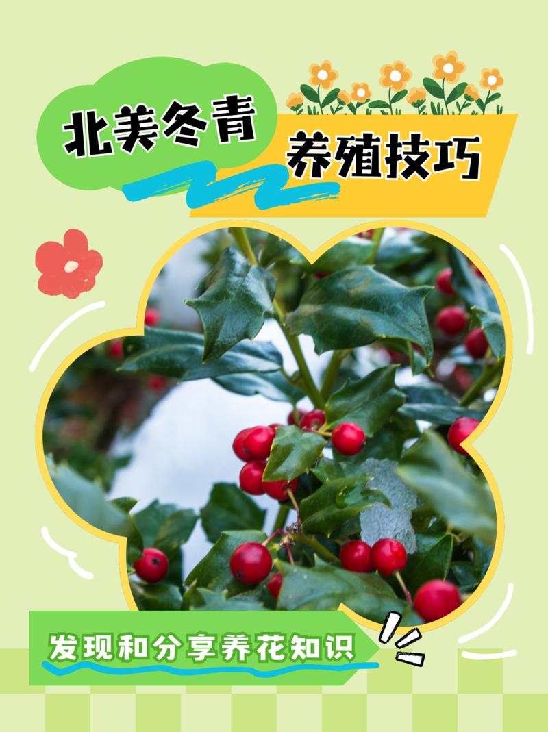北美冬青的繁殖方法？北美冬青的繁殖方法视频？