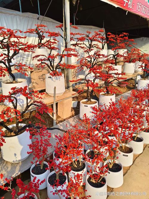 北美冬青的繁殖方法？北美冬青的繁殖方法视频？-第2张图片-优品飞百科