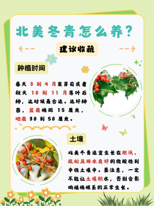 北美冬青的繁殖方法？北美冬青的繁殖方法视频？-第3张图片-优品飞百科