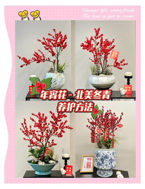 北美冬青的繁殖方法？北美冬青的繁殖方法视频？-第4张图片-优品飞百科