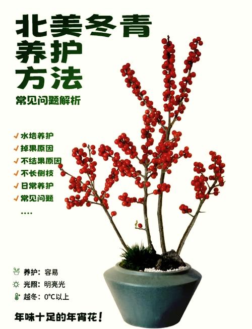 北美冬青的繁殖方法？北美冬青的繁殖方法视频？-第5张图片-优品飞百科