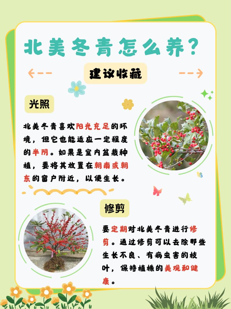 北美冬青的繁殖方法？北美冬青的繁殖方法视频？-第6张图片-优品飞百科