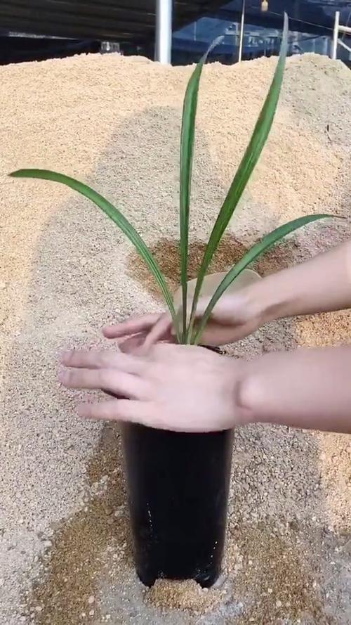 兰花用沙子能发根吗,兰花用纯沙子养能行吗?-第1张图片-优品飞百科 兰花用沙子能发根吗,兰花用纯沙子养能行吗?-第1张图片-优品飞百科