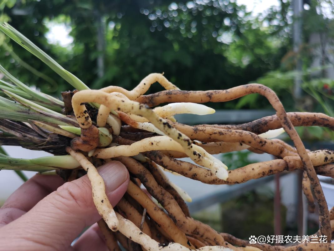 兰花用沙子能发根吗,兰花用纯沙子养能行吗?-第2张图片-优品飞百科 兰花用沙子能发根吗,兰花用纯沙子养能行吗?-第2张图片-优品飞百科