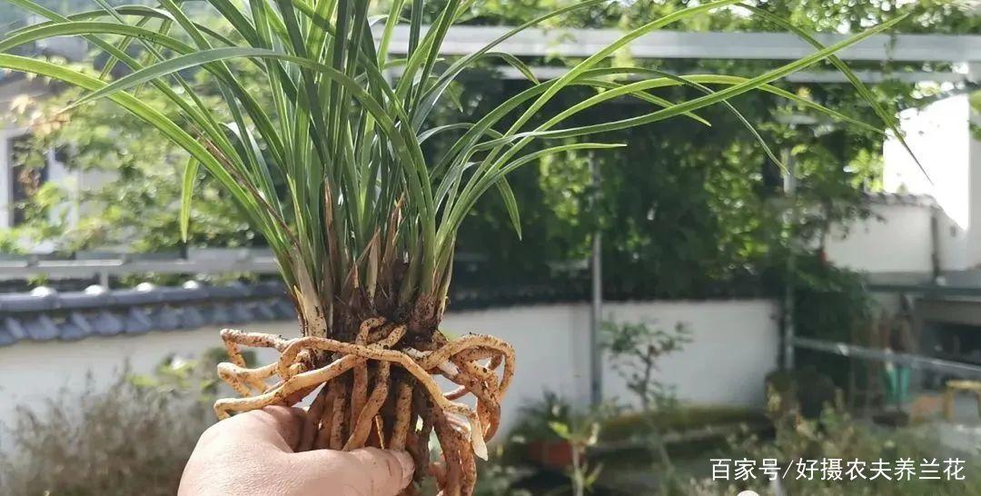 兰花用沙子能发根吗,兰花用纯沙子养能行吗?-第3张图片-优品飞百科 兰花用沙子能发根吗,兰花用纯沙子养能行吗?-第3张图片-优品飞百科