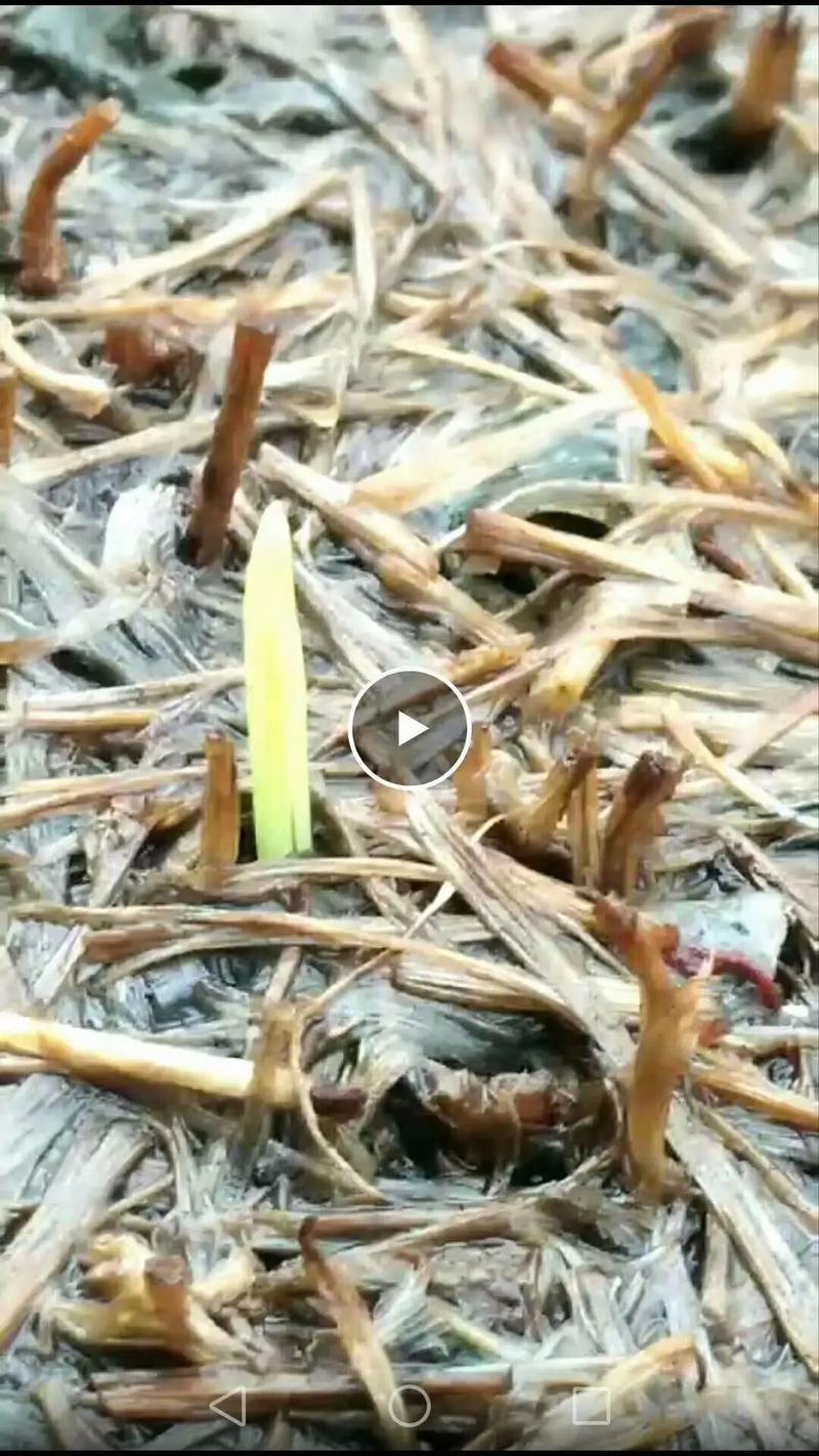 兰花用沙子能发根吗,兰花用纯沙子养能行吗?-第4张图片-优品飞百科 兰花用沙子能发根吗,兰花用纯沙子养能行吗?-第4张图片-优品飞百科