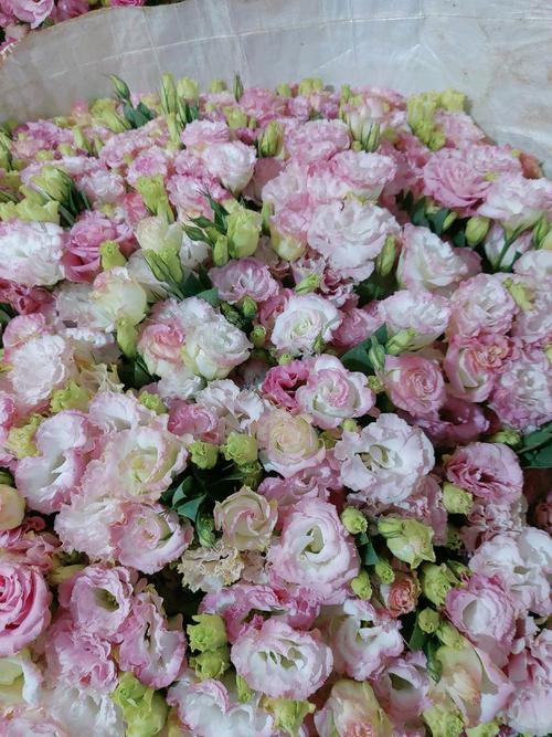 洋桔梗鲜切花能养多久，鲜切洋桔梗的养护-第3张图片-优品飞百科