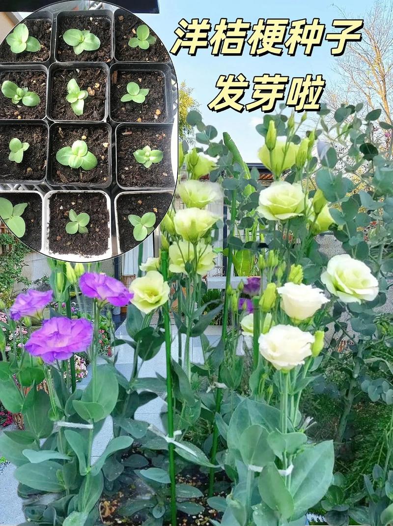 洋桔梗鲜切花能养多久，鲜切洋桔梗的养护-第4张图片-优品飞百科