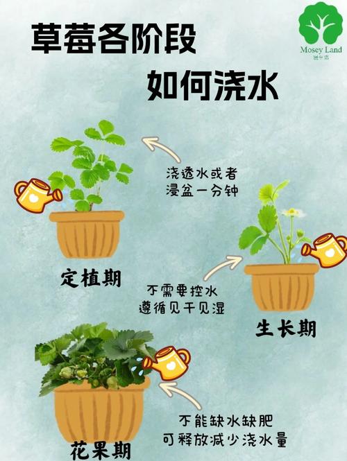 草莓几天浇一次水,春天草莓几天浇一次水-第2张图片-优品飞百科 草莓几天浇一次水,春天草莓几天浇一次水-第2张图片-优品飞百科