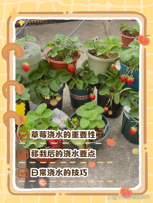 草莓几天浇一次水,春天草莓几天浇一次水-第3张图片-优品飞百科 草莓几天浇一次水,春天草莓几天浇一次水-第3张图片-优品飞百科