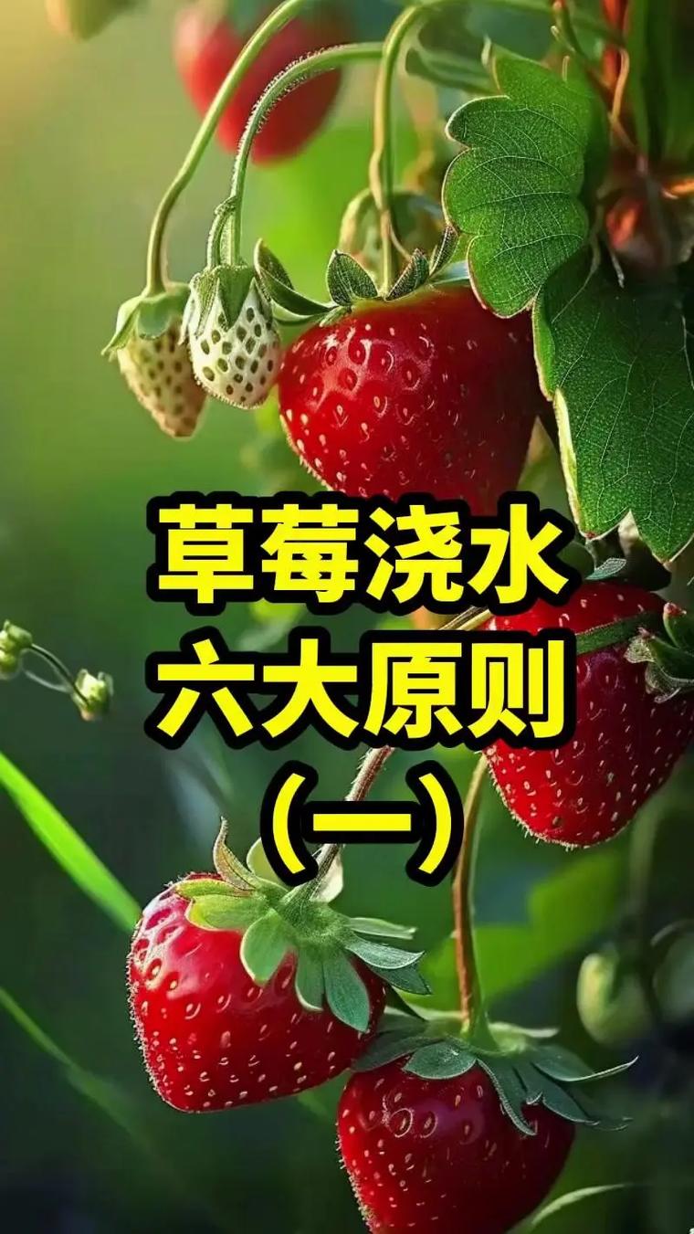 草莓几天浇一次水,春天草莓几天浇一次水-第4张图片-优品飞百科 草莓几天浇一次水,春天草莓几天浇一次水-第4张图片-优品飞百科