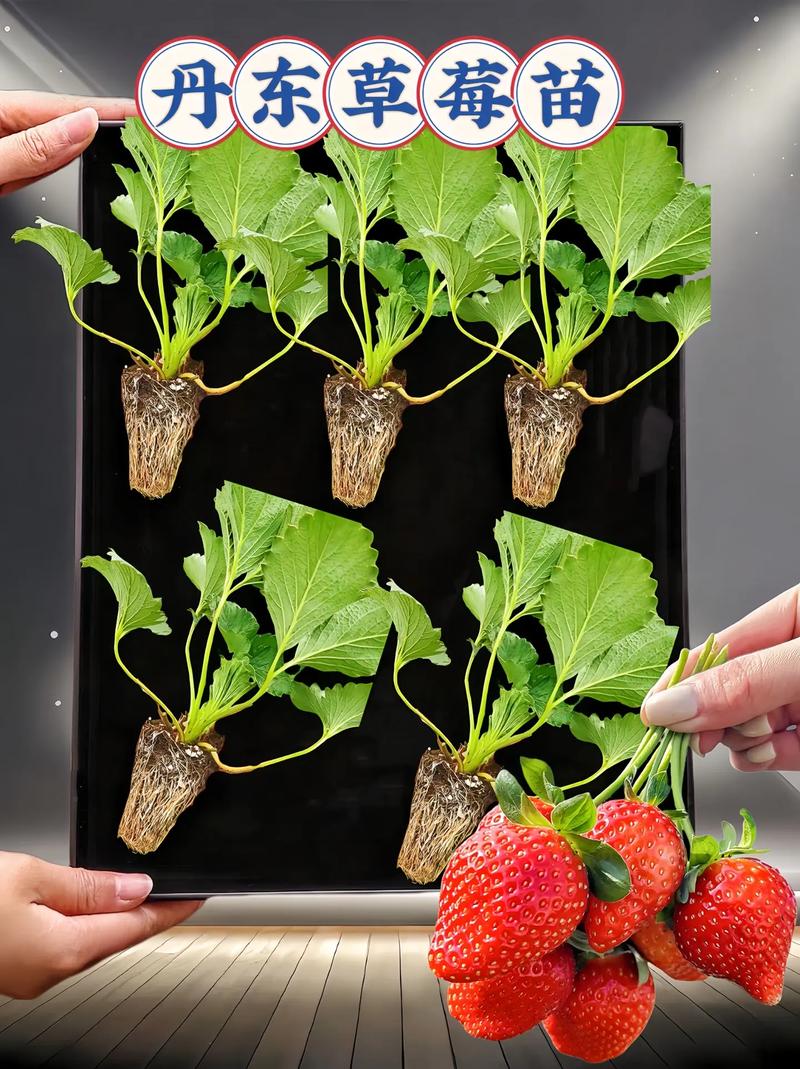 草莓几天浇一次水,春天草莓几天浇一次水-第5张图片-优品飞百科 草莓几天浇一次水,春天草莓几天浇一次水-第5张图片-优品飞百科