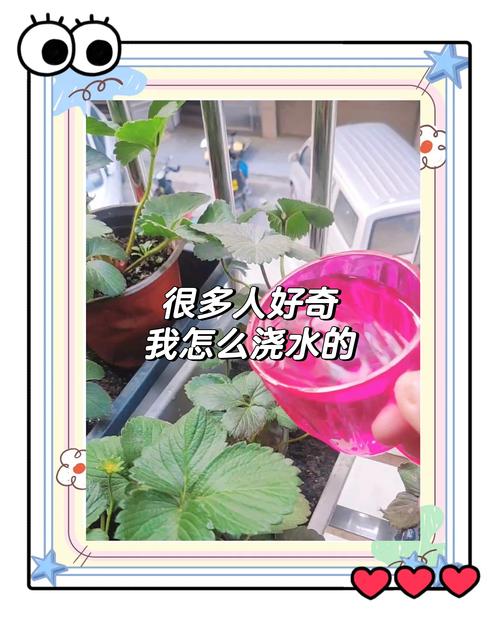 草莓几天浇一次水,春天草莓几天浇一次水-第6张图片-优品飞百科 草莓几天浇一次水,春天草莓几天浇一次水-第6张图片-优品飞百科