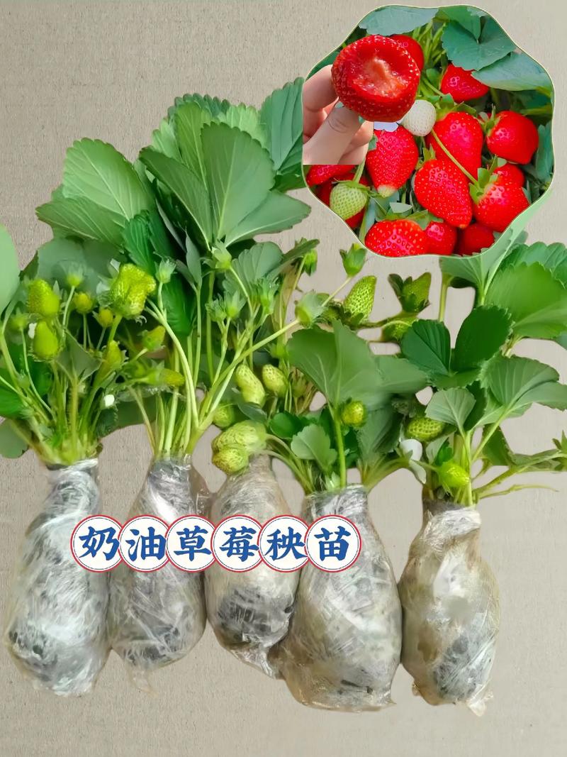 草莓几天浇一次水,春天草莓几天浇一次水-第7张图片-优品飞百科 草莓几天浇一次水,春天草莓几天浇一次水-第7张图片-优品飞百科