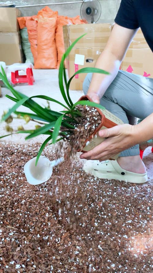 兰花换盆后怎样管理，兰花换盆10大忌？-第2张图片-优品飞百科