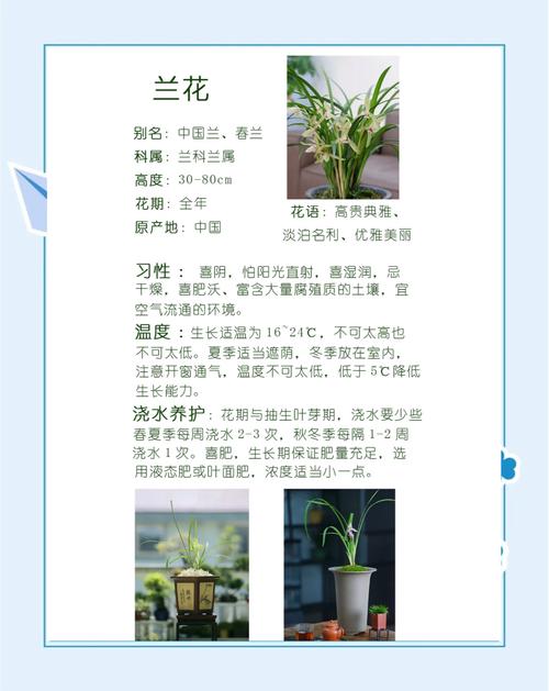 兰花换盆后怎样管理，兰花换盆10大忌？-第3张图片-优品飞百科