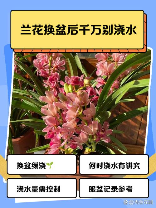 兰花换盆后怎样管理，兰花换盆10大忌？-第4张图片-优品飞百科