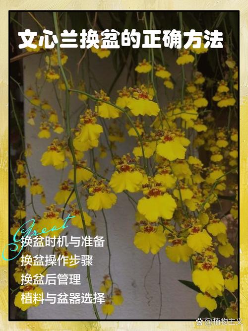 兰花换盆后怎样管理，兰花换盆10大忌？-第5张图片-优品飞百科