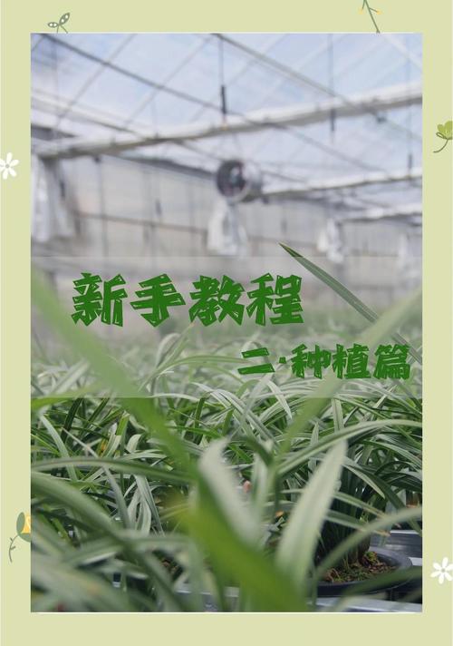 兰花换盆后怎样管理，兰花换盆10大忌？-第6张图片-优品飞百科