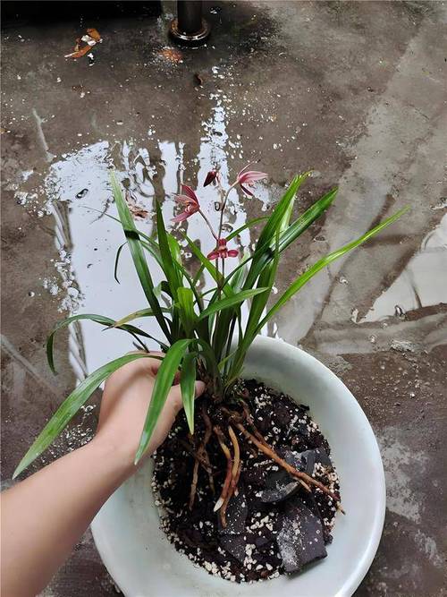兰花换盆后怎样管理，兰花换盆10大忌？-第7张图片-优品飞百科