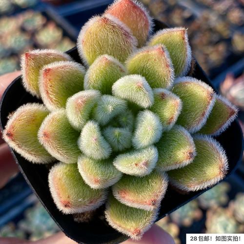 锦司晃怎么养护？江天长孙无垢？