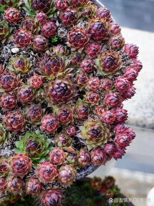 锦司晃怎么养护？江天长孙无垢？-第2张图片-优品飞百科