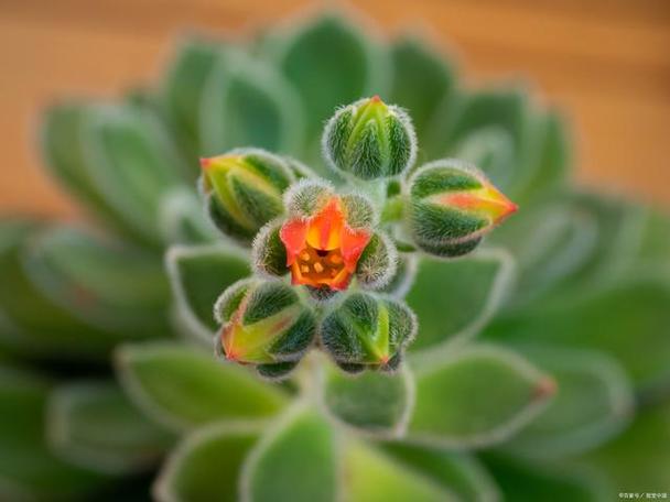 锦司晃怎么养护？江天长孙无垢？-第3张图片-优品飞百科