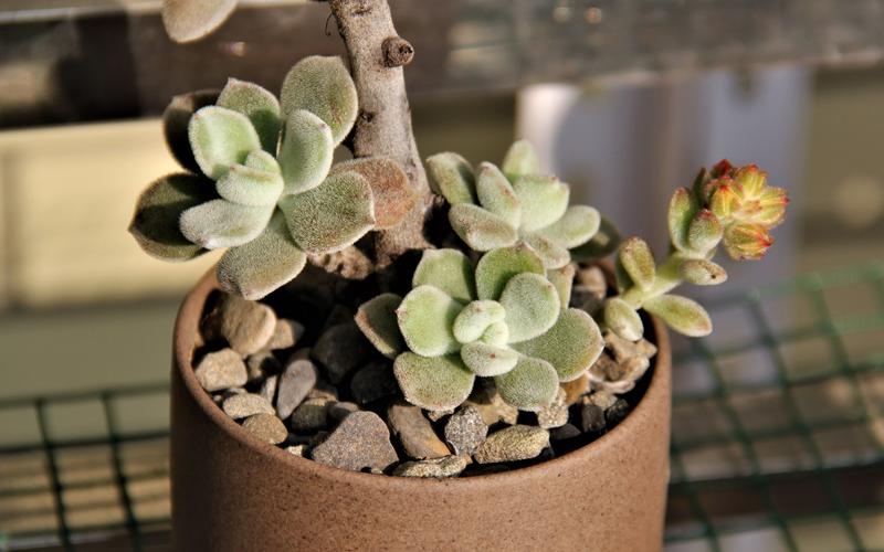 锦司晃怎么养护？江天长孙无垢？-第4张图片-优品飞百科