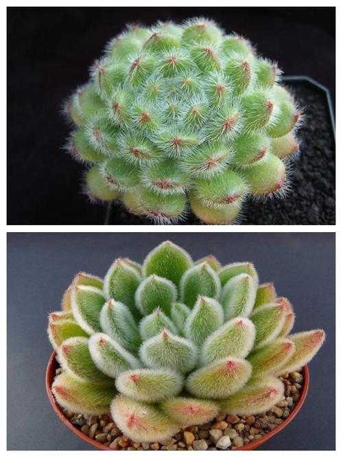 锦司晃怎么养护？江天长孙无垢？-第5张图片-优品飞百科