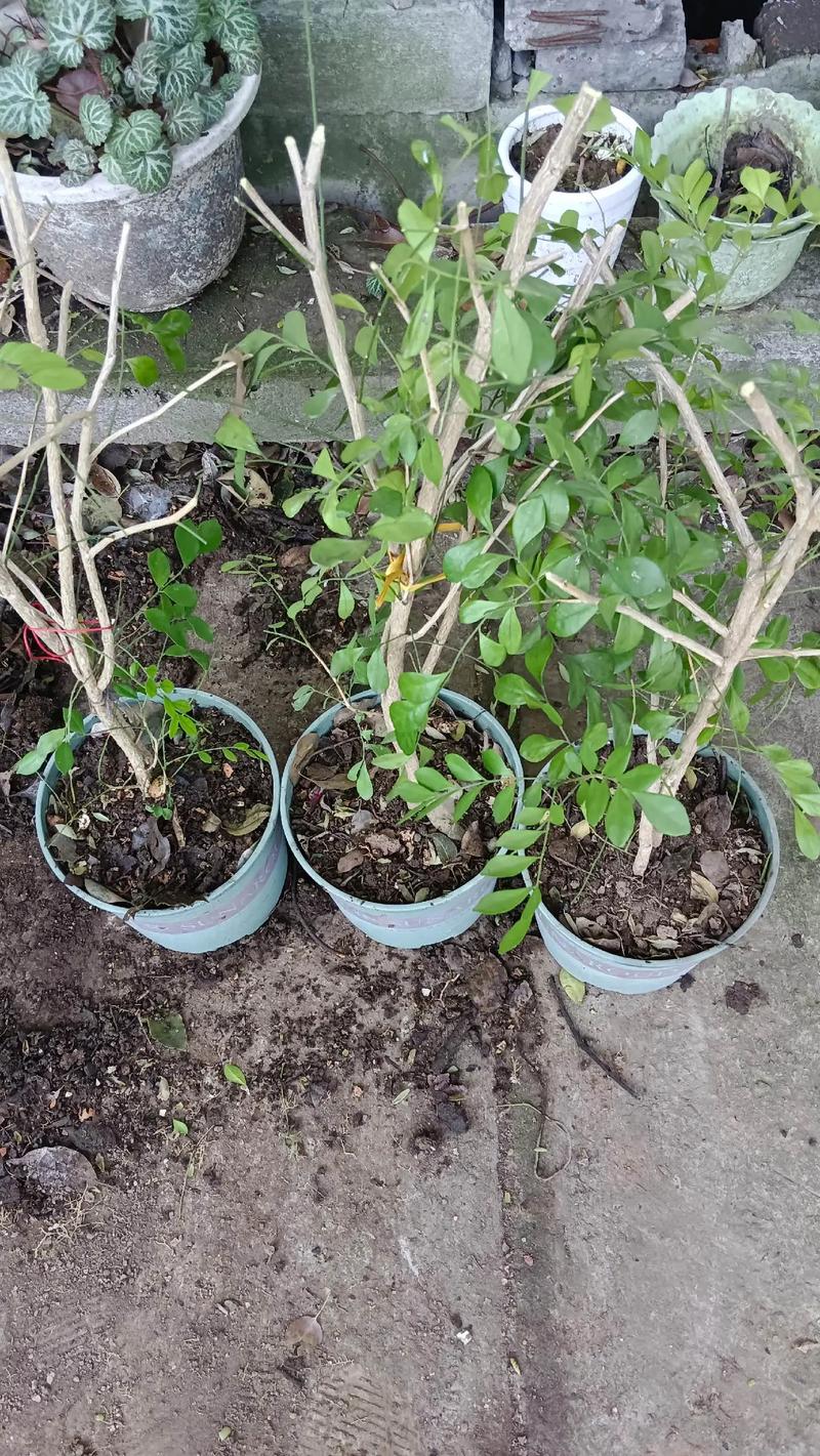 九里香小苗怎么分盆，九里香小苗怎么分株？