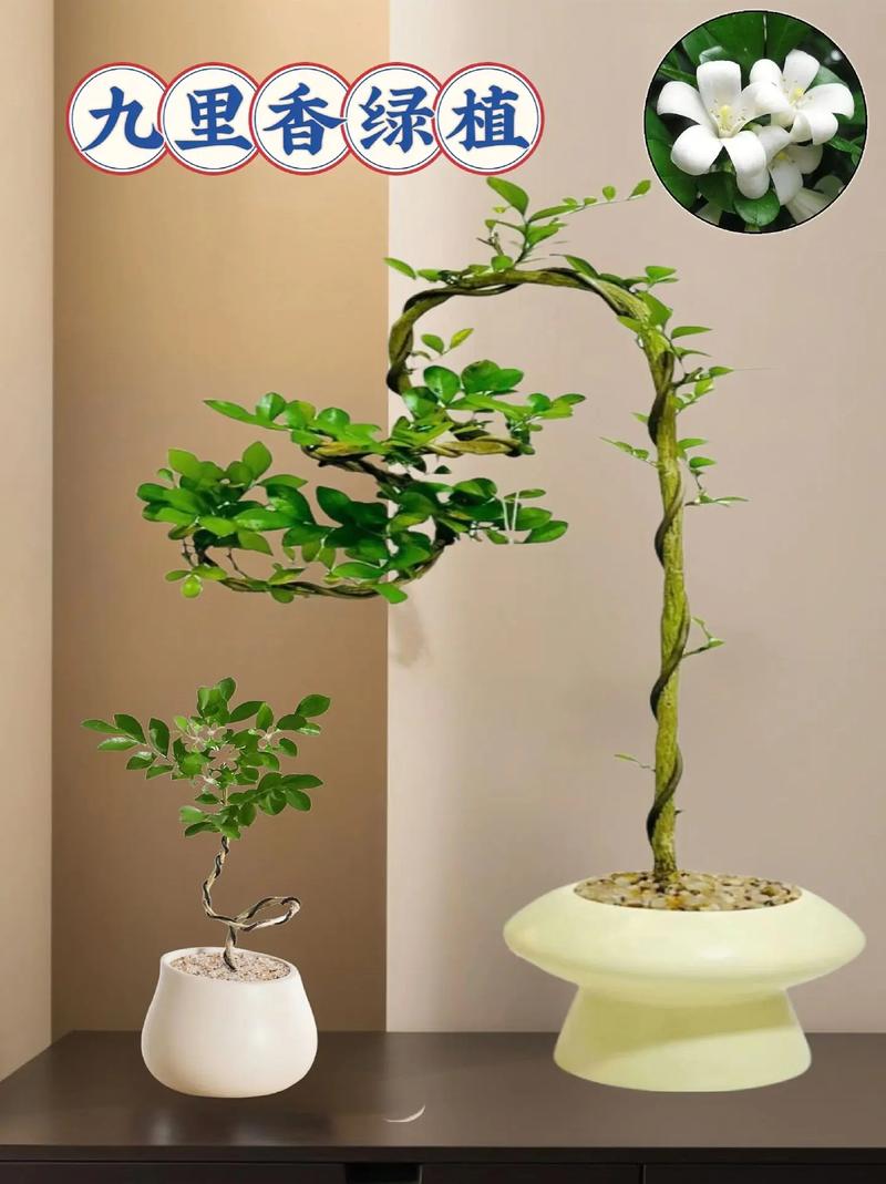 九里香小苗怎么分盆,九里香小苗怎么分株?-第2张图片-优品飞百科 九里香小苗怎么分盆,九里香小苗怎么分株?-第2张图片-优品飞百科