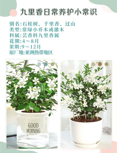 九里香小苗怎么分盆,九里香小苗怎么分株?-第3张图片-优品飞百科 九里香小苗怎么分盆,九里香小苗怎么分株?-第3张图片-优品飞百科