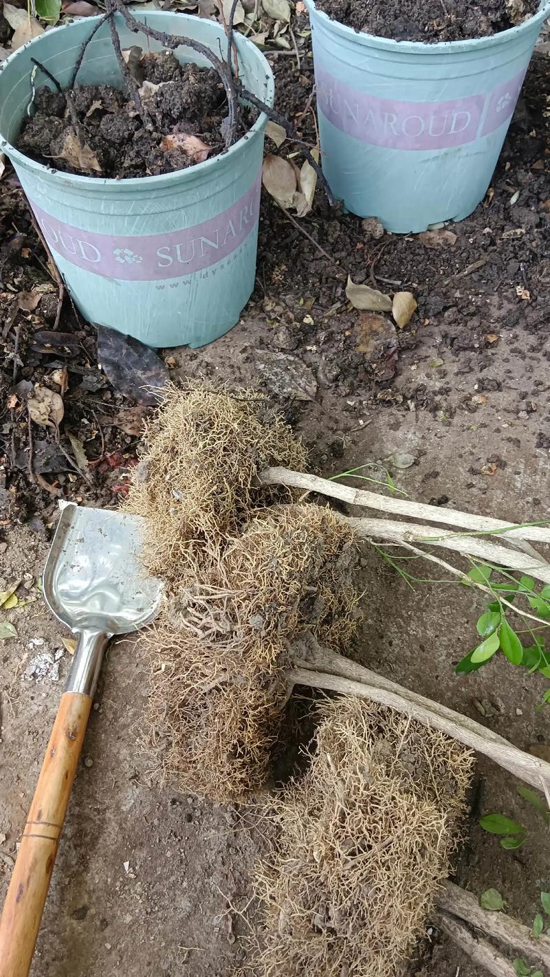 九里香小苗怎么分盆,九里香小苗怎么分株?-第4张图片-优品飞百科 九里香小苗怎么分盆,九里香小苗怎么分株?-第4张图片-优品飞百科