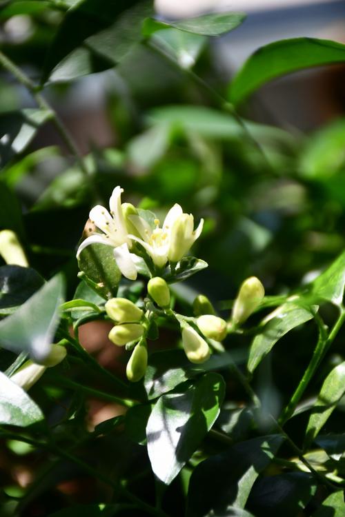 九里香小苗怎么分盆,九里香小苗怎么分株?-第5张图片-优品飞百科 九里香小苗怎么分盆,九里香小苗怎么分株?-第5张图片-优品飞百科